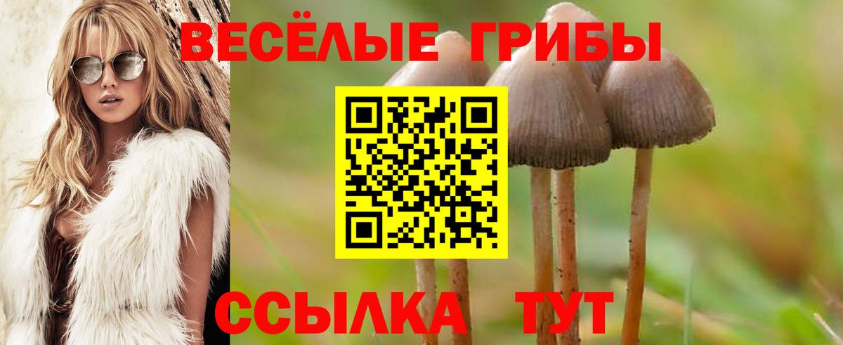 Сызрань  Галлюциногенные грибы Psilocybine cubensis  Вход с VPN 